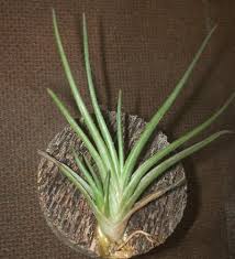 Image result for Albertisia exelliana