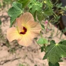 Image result for Hibiscus schinzii