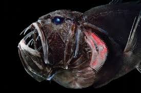 Check spelling or type a new query. Evolusi Ikan Di Laut Dalam Mengapa Jadi Super Hitam Halaman All Kompas Com