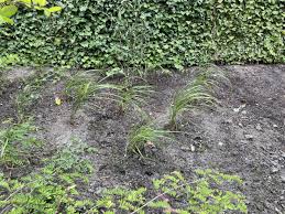 Image result for Cyanastrum johnstonii