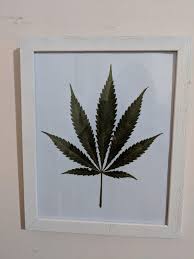 Check spelling or type a new query. Pressed And Framed A Leaf From My First Ever Plant Trees