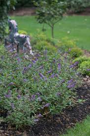 Also nice with roses, bee balm, daisies, cosmos, in fact, lots of flowers. Pin On Shrubs