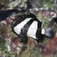 Black And White Striped Saltwater Fish Florida Sw Three Stripe Damselfish Fiji Small Aquarium Fish Saltwater Aquarium Fish Marine Aquarium