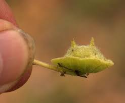 Image result for Dicerocaryum eriocarpum