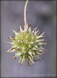 The Garden Roof Coop Shades Of Autumn Sweetgum Sweet Gum Tree Crafts Sweet Gum Maple Tree Seeds