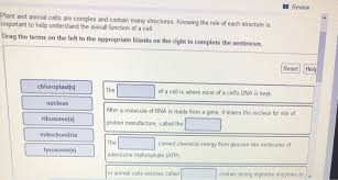 An animal cell does not have such prominent vacuoles, and vacuoles are fewer in number. Ri Review Plant And Animal Cells Are Complex And Chegg Com
