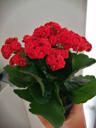 Kalanchoe Blossfeldiana Florist Kalanchoe In 2020 Kalanchoe Blossfeldiana Succulent Potting Mix Growing Plants