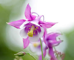 25 Most Beautiful Flowers In The World Great Inspire Most Beautiful Flower Pictures Beautiful Flowers Pictures Beautiful Flowers