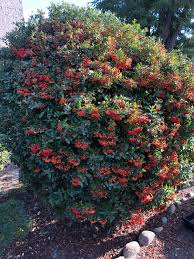 Image result for Pyracantha coccinea red column