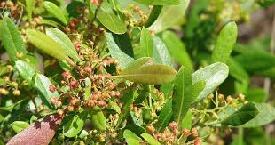 Image result for Dodonaea viscosa