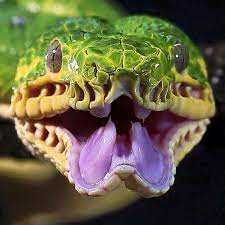 Green emerald tree boa teeth. The Mouth Of An Emerald Tree Boa Natureismetal