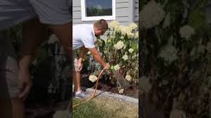 This hydrangea care guide will teach you how to care for hydrangeas including sun, water, soil and pruning needs as well as planting info and pro tips. How To Water A Hydrangea Youtube