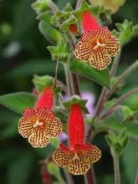 Image result for Kohleria