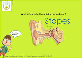 Know Your Body Better Stapes Is The Smallest Bone In The Human Body Situated In The Middle Ear And Is Responsible For School Activities Human Body Middle Ear