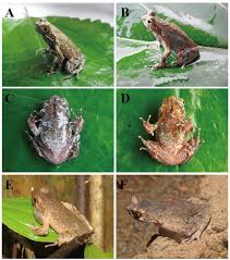 Image result for Aneulophus