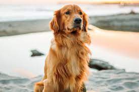 See more of golden retriever puppies on facebook. Golden Retriever Breeders In Kentucky Reviewed Breeder Review