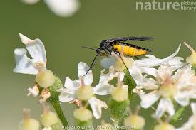 Image result for Gnidia virescens