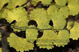 Image result for Adiantaceae