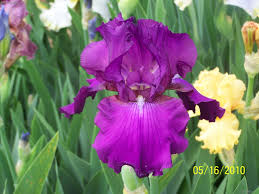 Pin On Flowers Irises