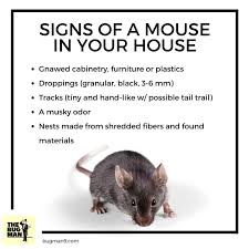 Signs Of A Mouse In Your House How To Prevent A Rodent Infestation Portland Oregon Pest Control Termite Control Pest Control Pest Facts