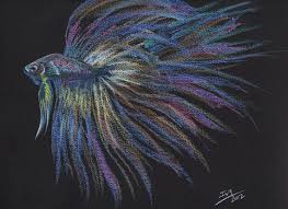 Rainbow Betta 2 Original Pastel Fish Drawing Painting Original Pastel Fish Drawings Betta Fish