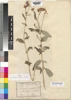 Image result for Erlangea