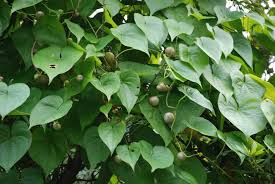 A thread in the plant identification forum, titled solved: Garden Finally Hope For A Serious Weed Entertainment The Florida Times Union Jacksonville Fl