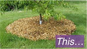 Since my water is on the higher end the ph scale 8.2, i use only pine bark as the mulch to help counter the higher ph. Mulching Fruit Trees For More Fruit Really