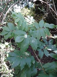 Image result for Fagaropsis