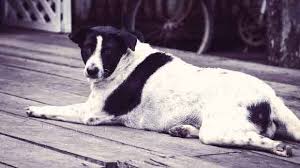 Osteosarcoma in dogs is also known as bone cancer. Diagnosing Treating Osteosarcoma In Dogs Petcarerx