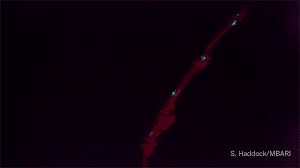 From insane flash floods to terrifying landslides. The Hidden Lives Of Deep Sea Creatures Caught On Camera