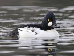 Black And White Duck Species Common Goldeneye Duck Species Bird Life List Ornithology