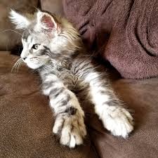 Come with pedigree and health guarantee. Texas Giant Maine Coon Cats Home Facebook
