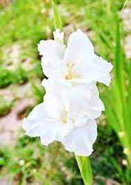 Plants Toxic To Dogs Poisonous Plants To Avoid When Owning A Dog Plants Poisonous To Dogs Plants Toxic To Dogs Plants
