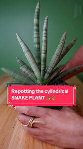 Image result for Pilea angolensis