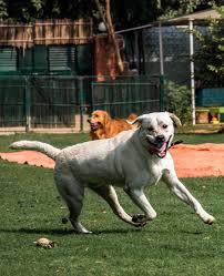 If you witness bird smuggling at a canadian border crossing or airport, report it immediately to a canada border services agency officer. Dog Daycare Insurance For Canadian Pet Care Professionals