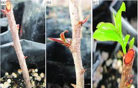 Image result for Brackenridgea zanguebarica