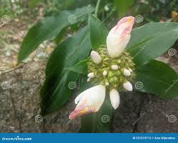 Image result for Costus phyllocephalus