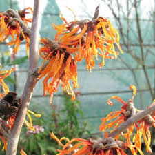 La hauteur et le diamètre du pot permettent de visualiser l'espace qu'il occupera et le type de plantes pouvant être installé. Arbuste Resistant Au Froid Exemples Cote Maison