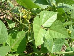 Image result for Vigna radicans