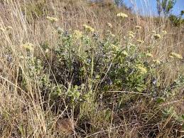Image result for Helichrysum panduratum