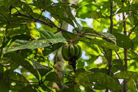 Image result for Rothmannia whitfieldii