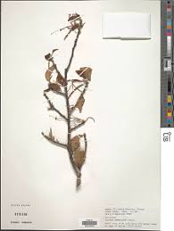 Image result for Turraea mombassana