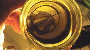 How To Make Cannabis Olive Oil Rich In Cbd