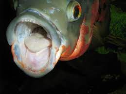 They're big, brutish, beautiful, playful, inquisitive, aggressive, messy, intelligent, destructive, and personable. Big Oscar Fish Youtube