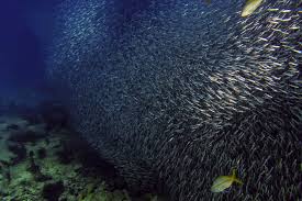 Sanctuaries At Sea The Florida Keys National Marine Sanctuary Scuba Diving News Gear Education Dive Training Magazine