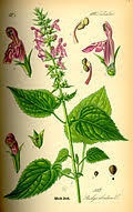Image result for Stachys pseudonigricans