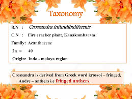 Image result for Crossandra greenstockii