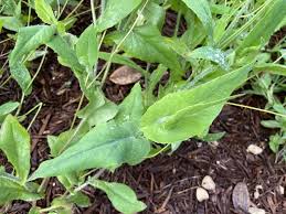 Image result for Emilia coccinea