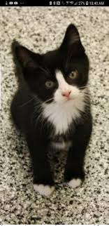 The cheapest offer starts at £18. Picking Foods For My 10 Week Old Kitten Thecatsite